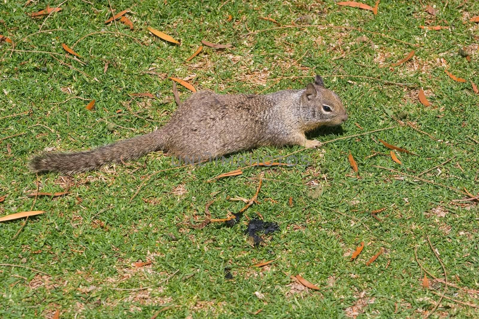 Grey Squirrel in Shoreline Park