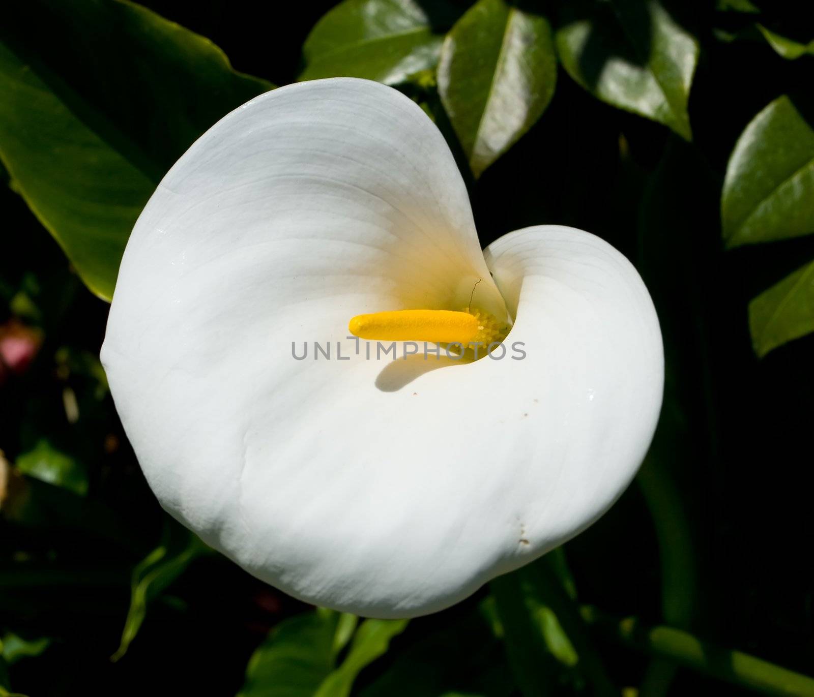 Zantedeschia is a genus of twenty-eight species of herbaceous flowering plants in the family Araceae, native to southern Africa from South Africa north to Malawi.