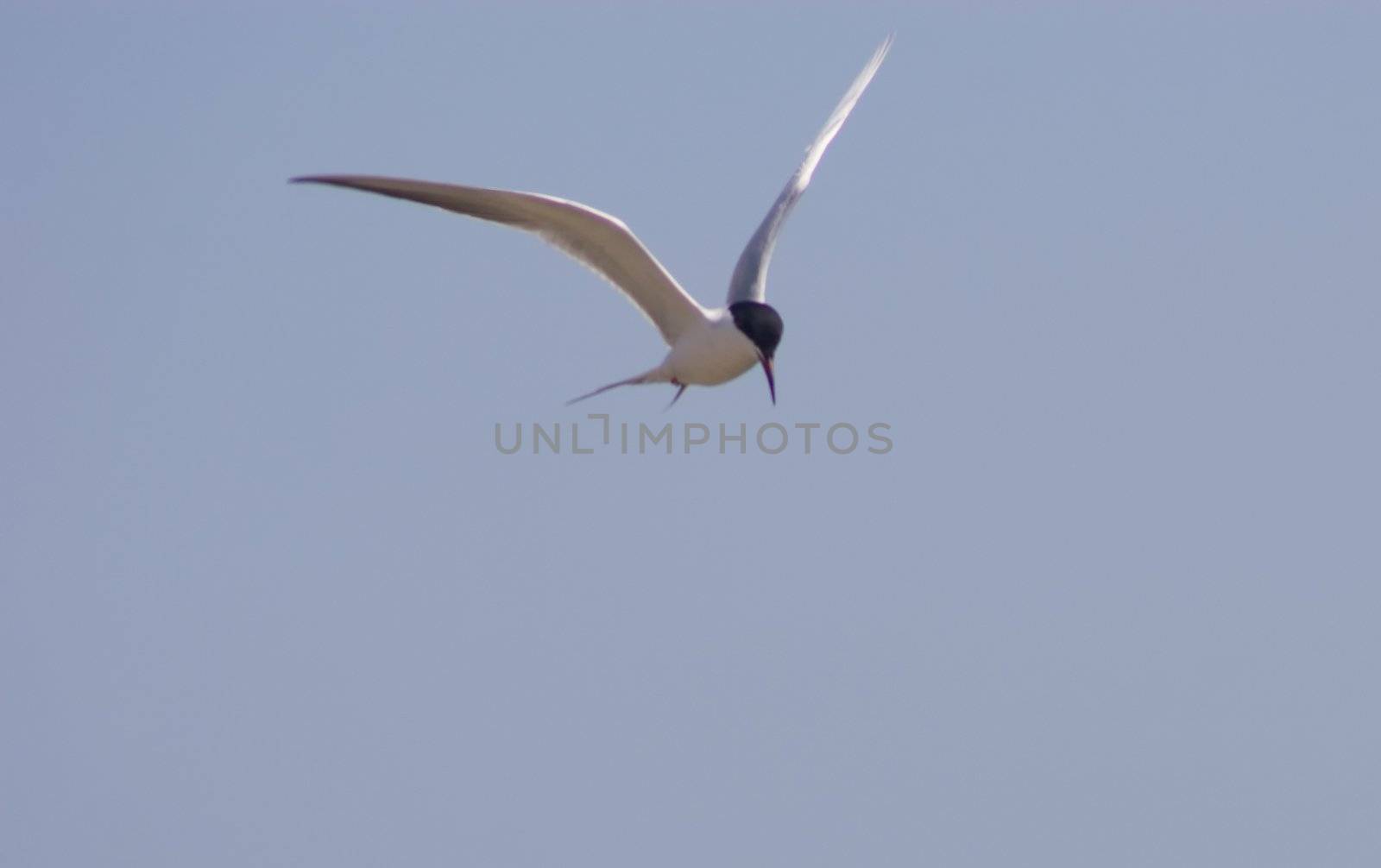 Little tern by melastmohican