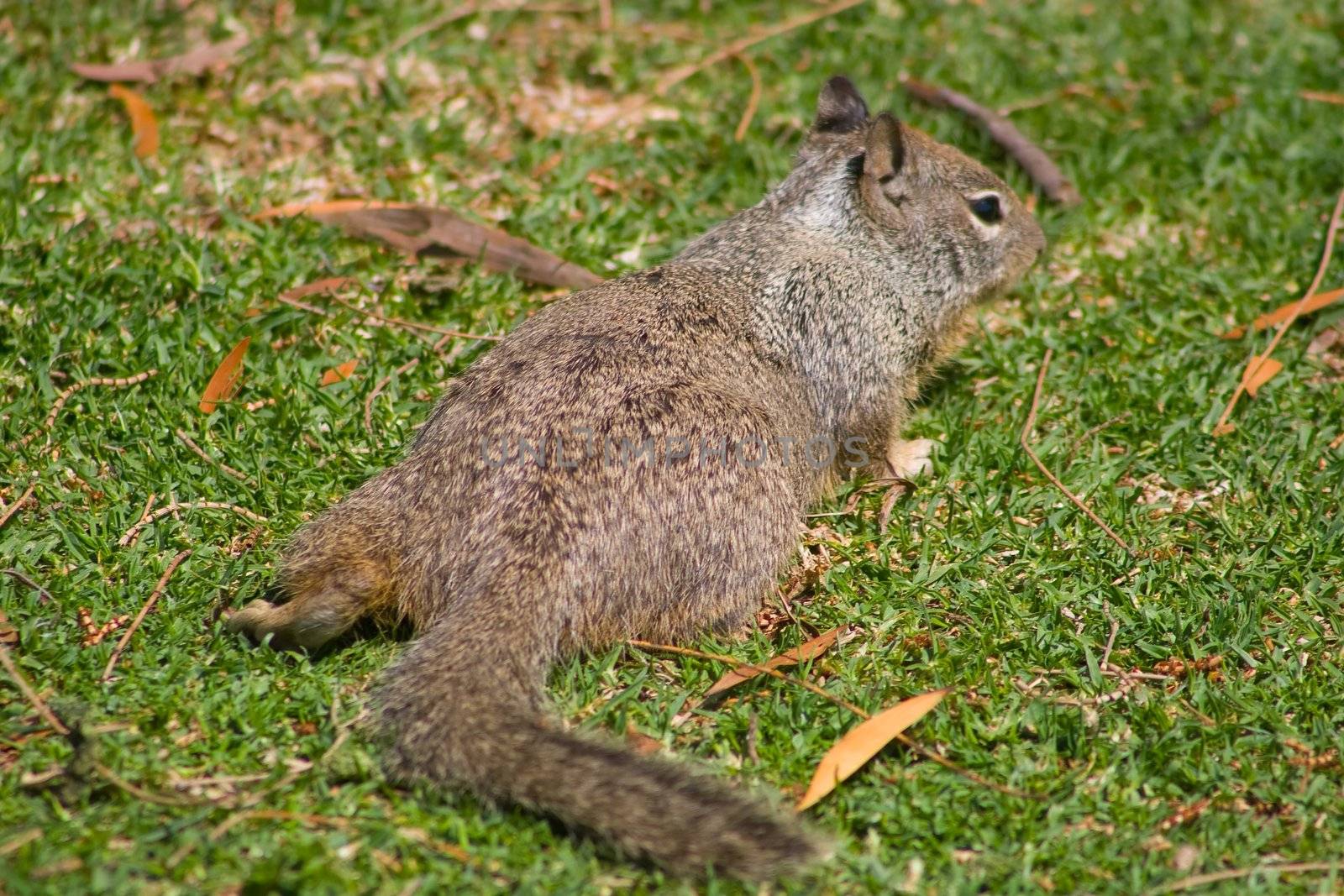 Grey Squirrel by melastmohican