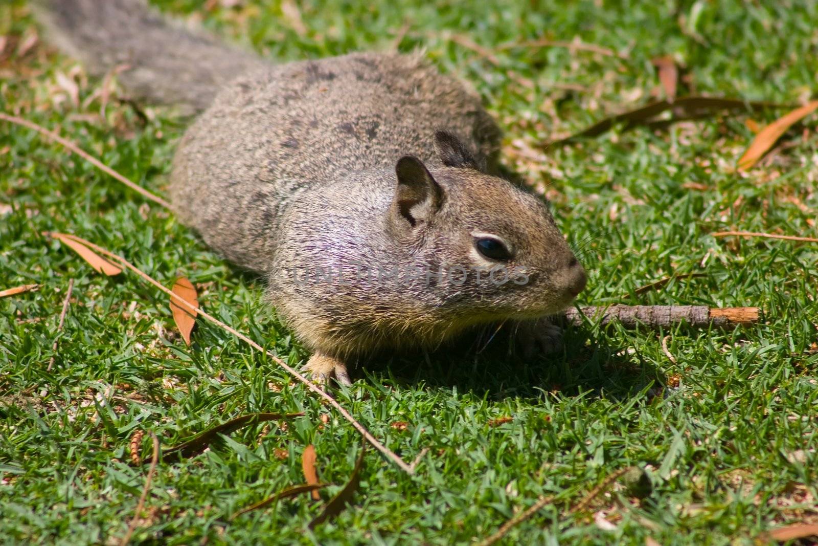 Grey Squirrel by melastmohican