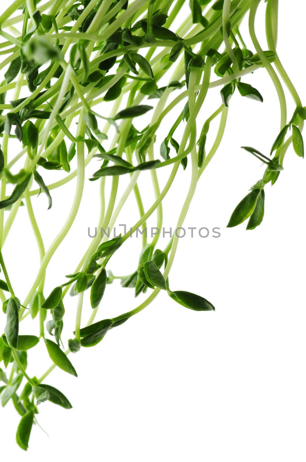 Green young pea sprouts isolated on white background