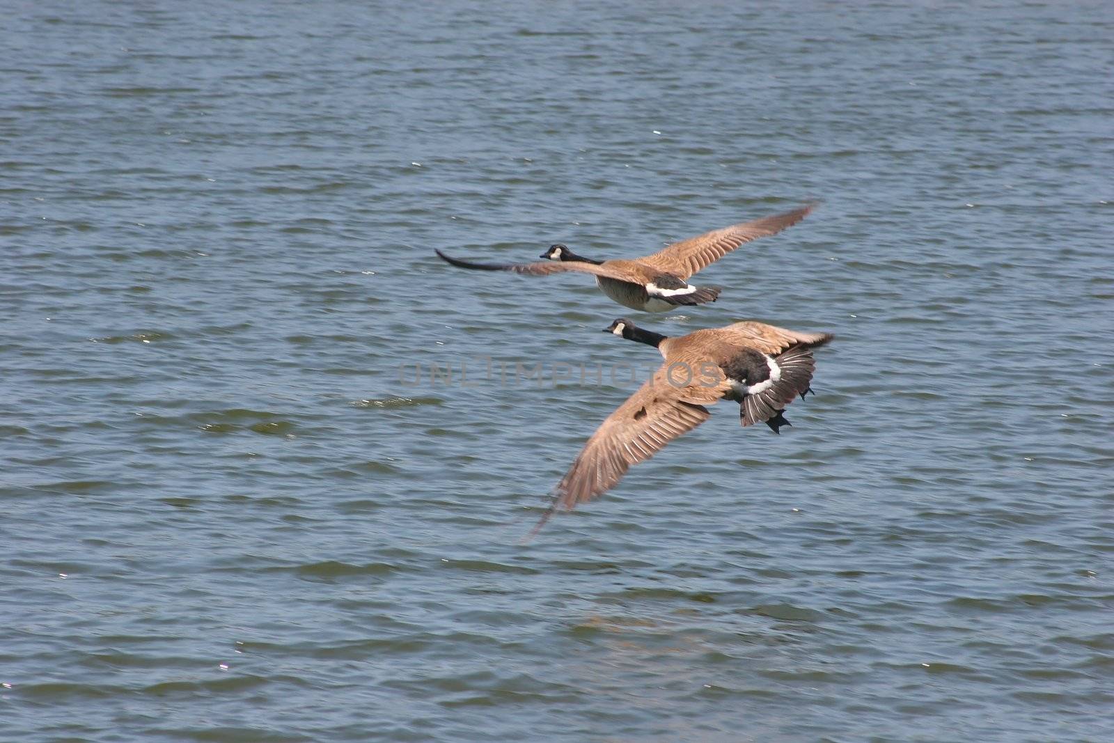 Canadian Goose in Shoreline Park