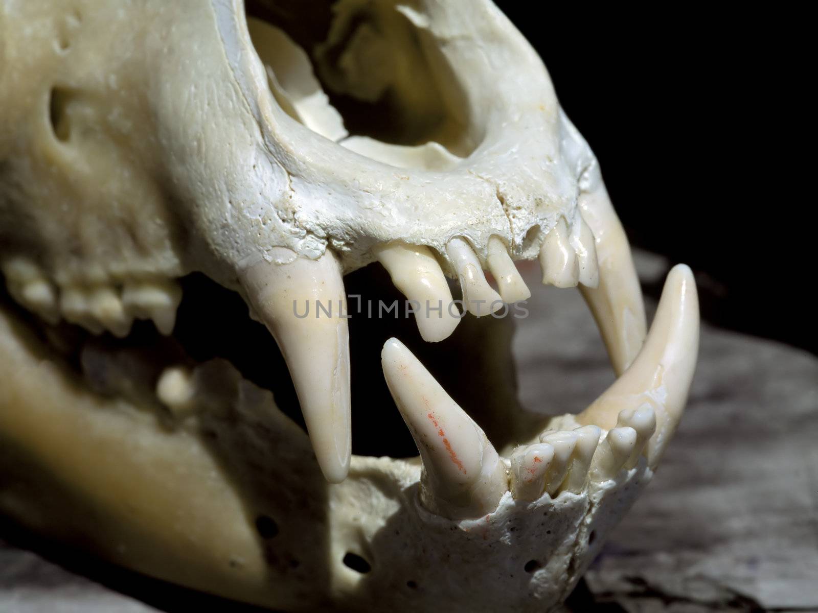 Close up image of large teeth.  Film scan.