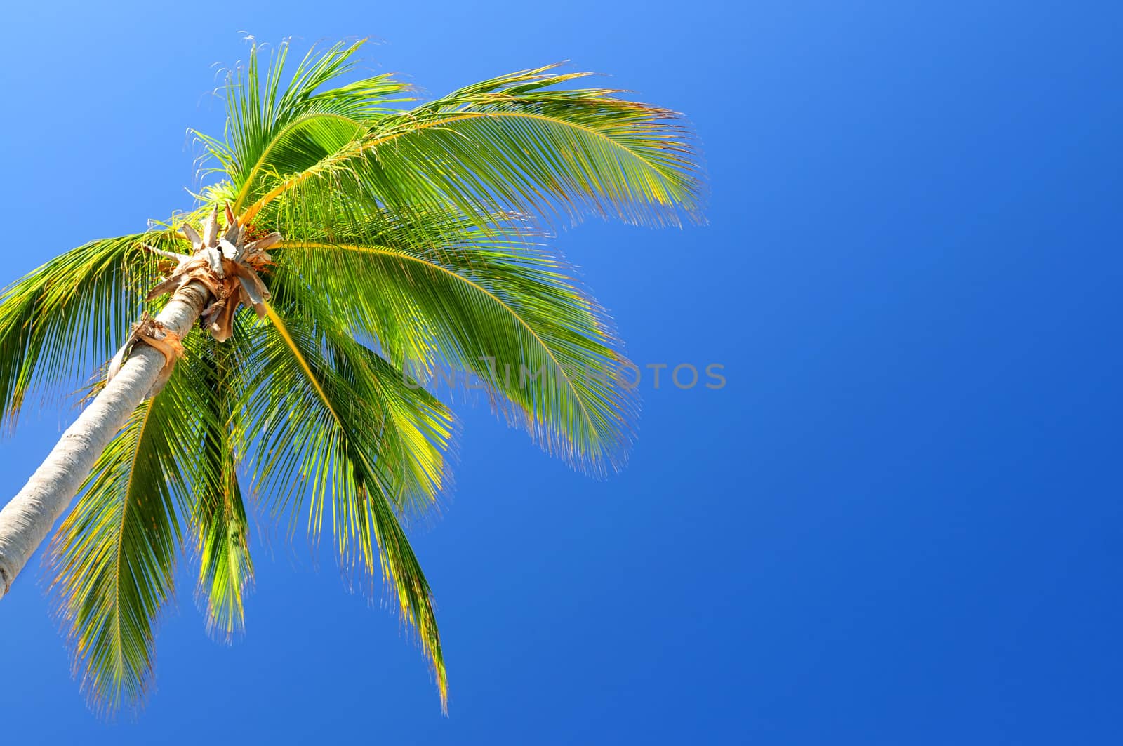 Palm on blue sky background by elenathewise