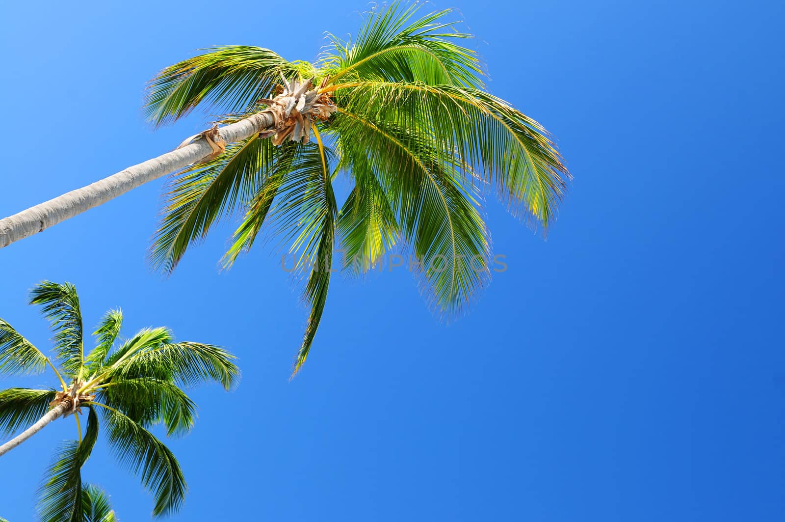 Palms on blue sky background by elenathewise