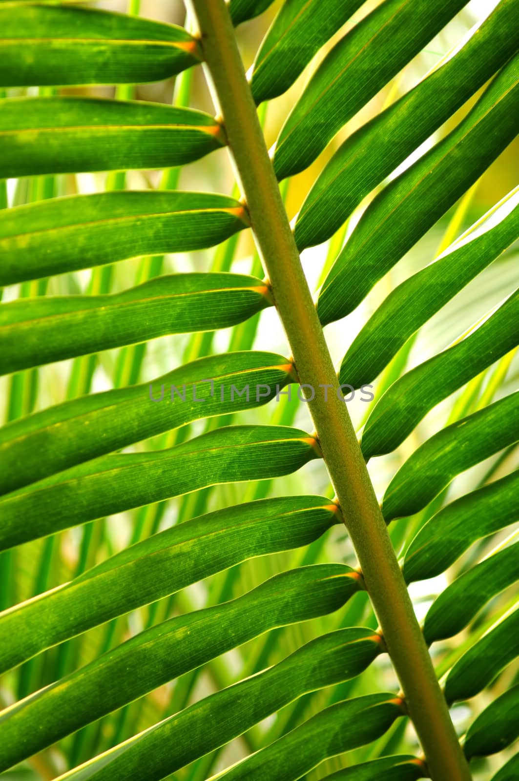 Tropical leaf by elenathewise