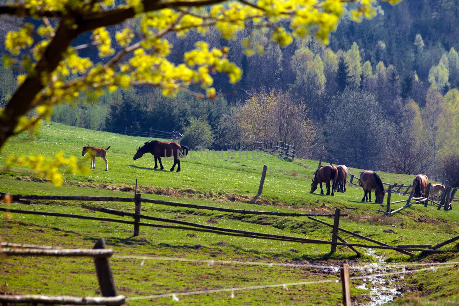 Beautiful spring landscape of green hills and horses
