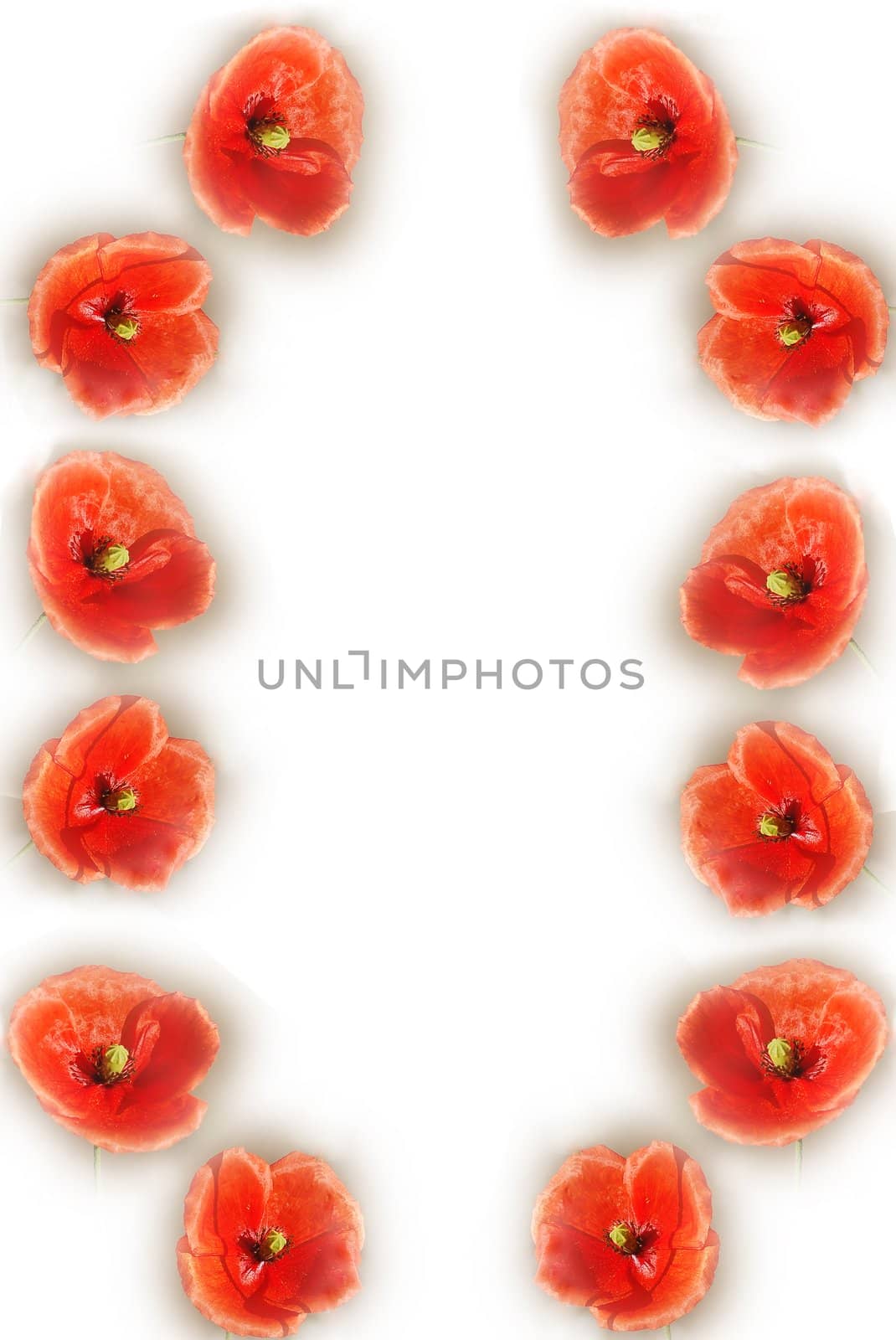 Background frame with red poppy on white paper.