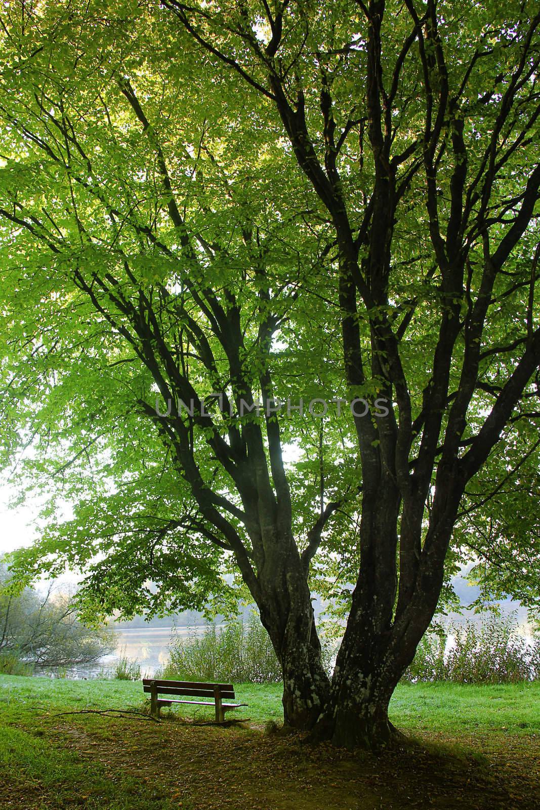 lonely bench in the harvest with tree and foliage