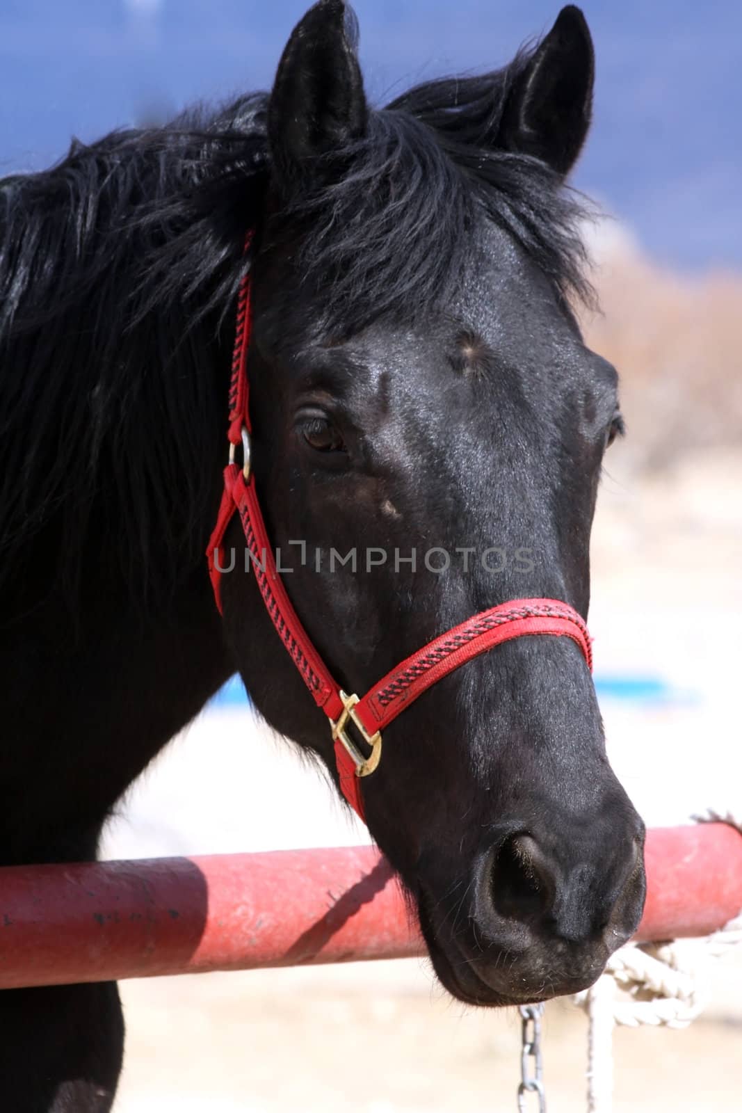 Black horse headshot by GunterNezhoda