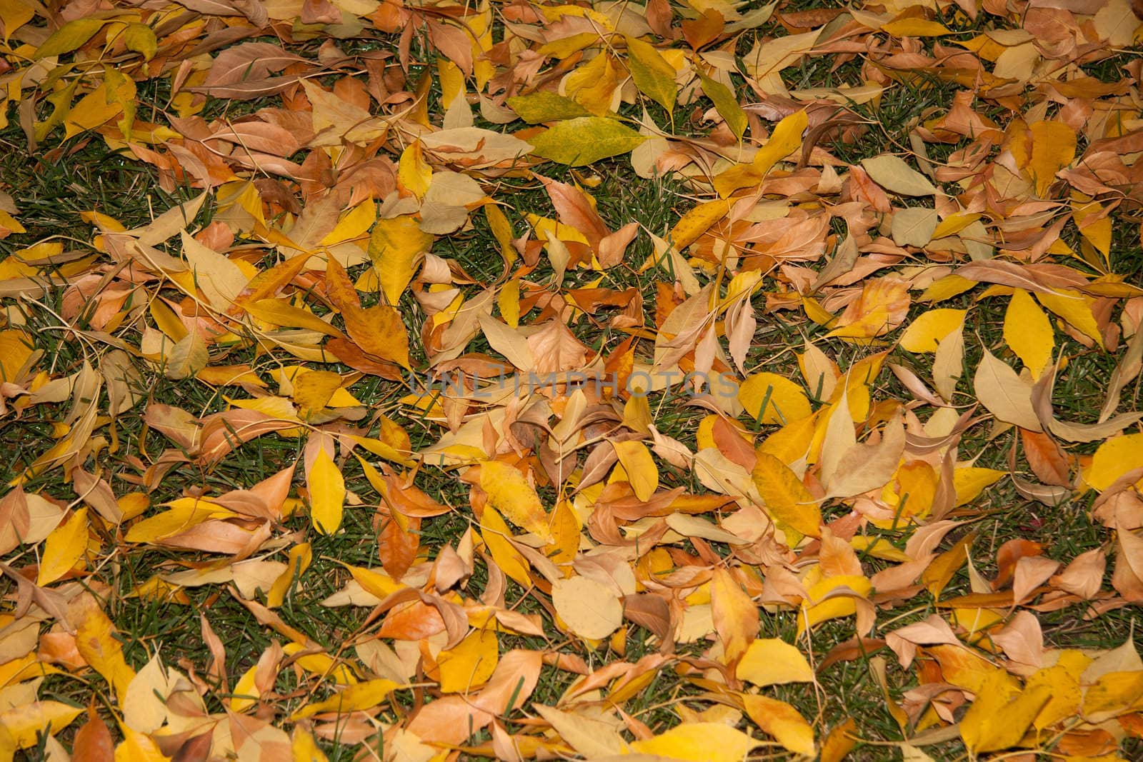 Fall leaves on the ground covering grass on a rainy day