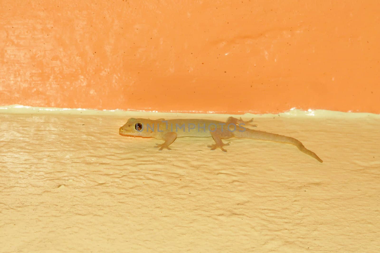 A House Gecko (Hemidactylus frenatus) on a wall in Cairns, Queensland - Australia.