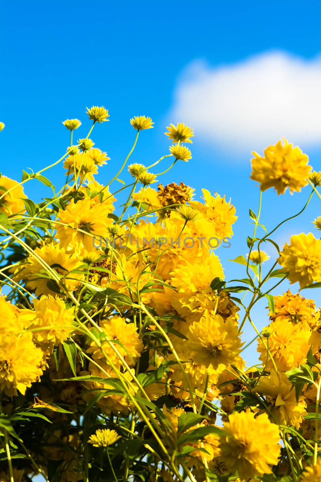 Yellow flowers against the blue sky and a cloud