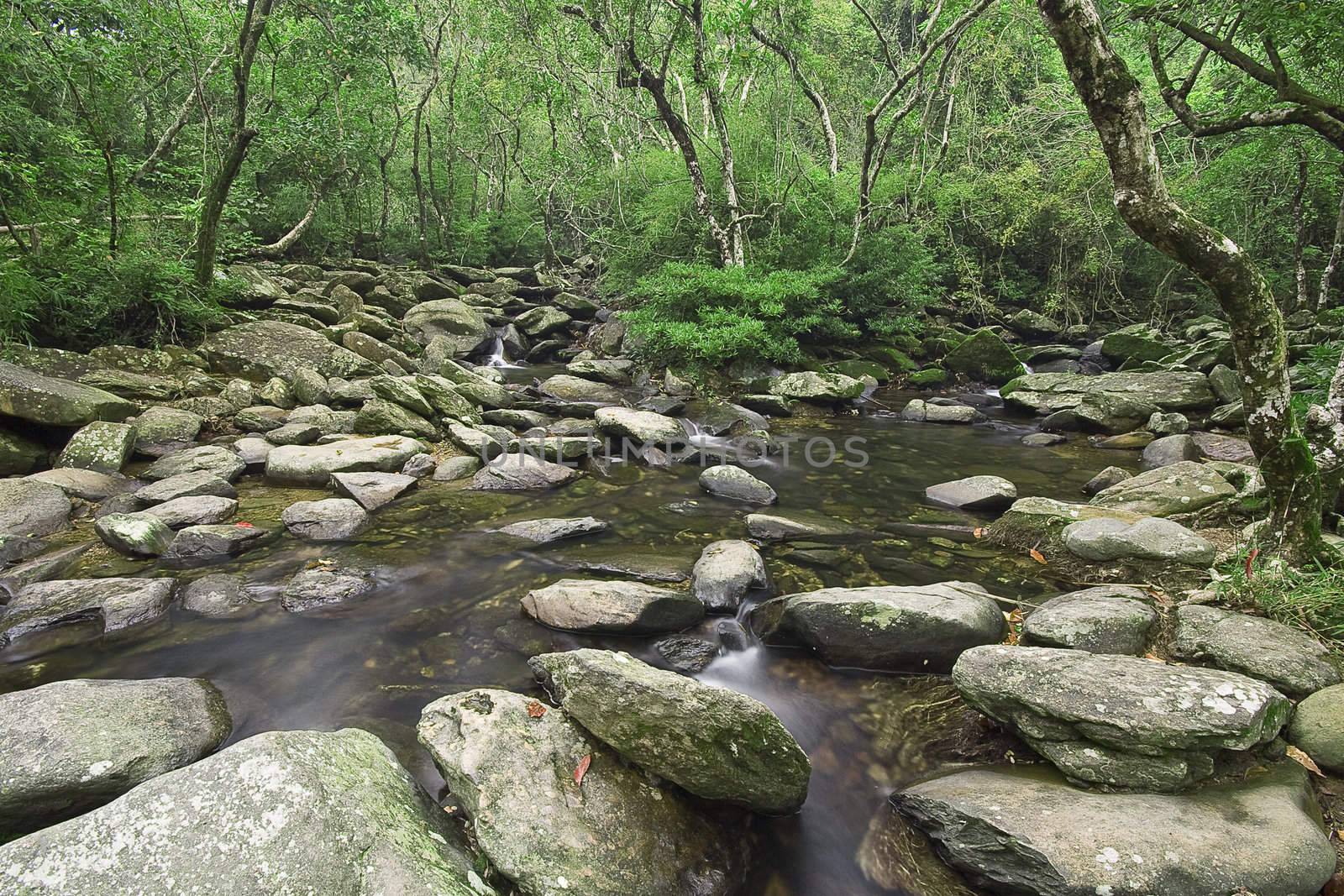 cascade of water through forest