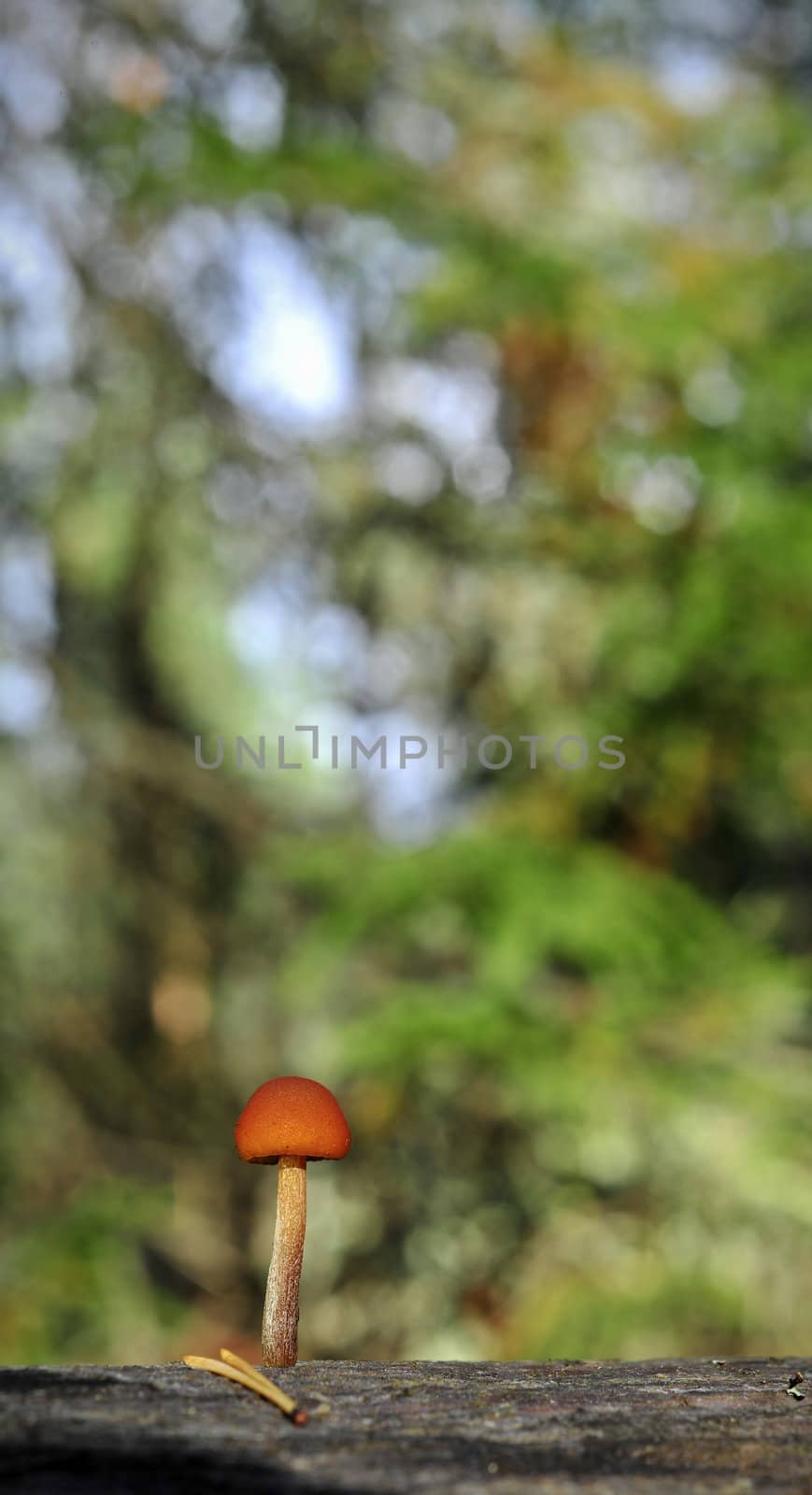 Common Rustgill Gymnopilus penetrans on the tree.