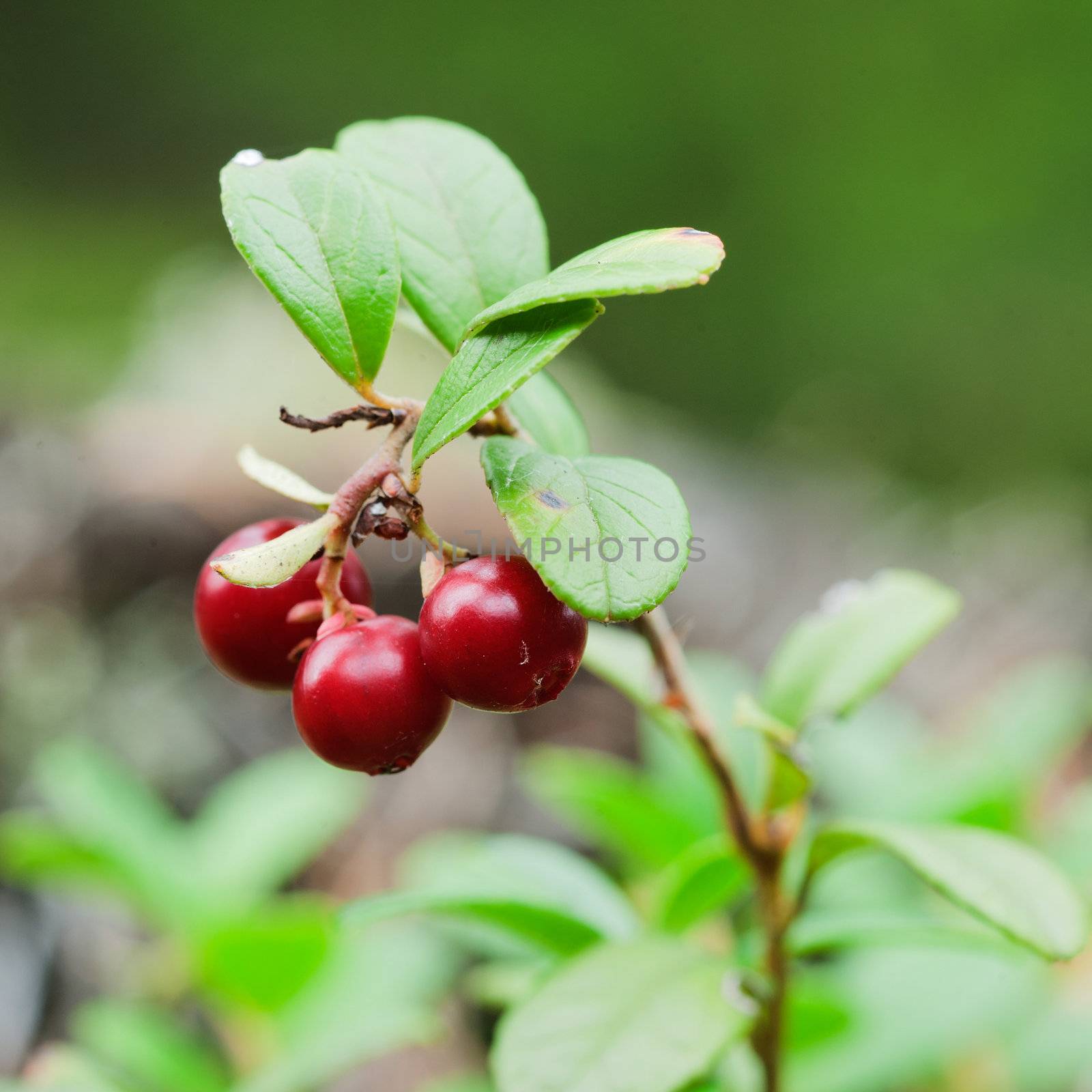 Cowberry. A cowberry on a green vegetative background in wood.