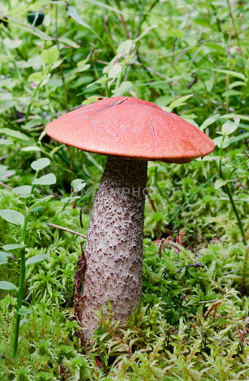 Edible mushroom (Leccinum Aurantiacum) with orange caps  