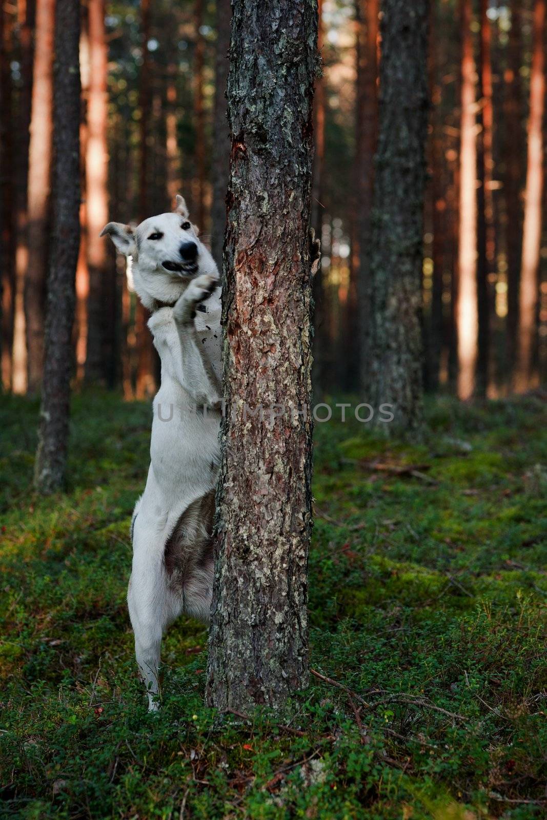 Dog in forest. The dog walks in summer wood.