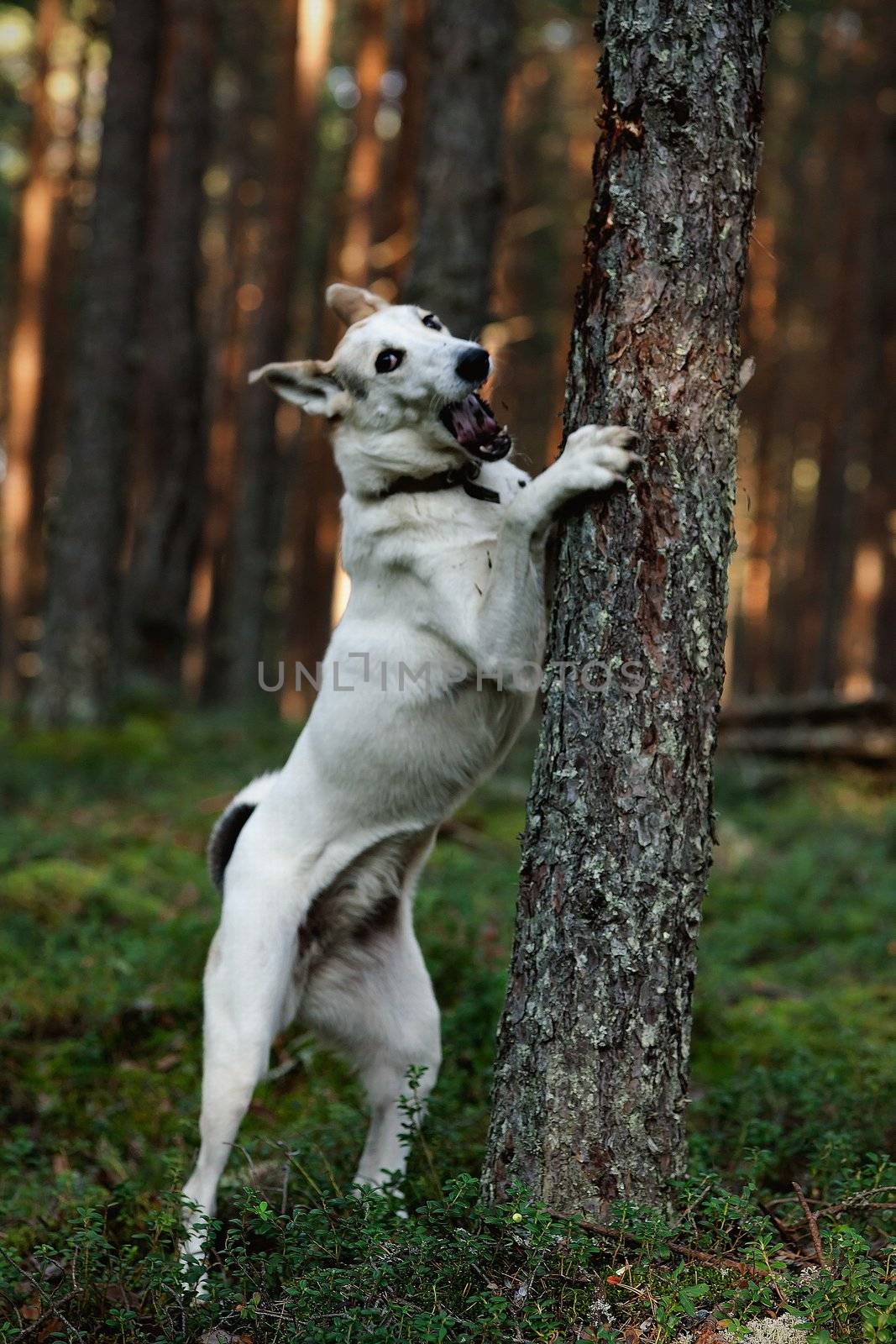Dog in forest. by SURZ