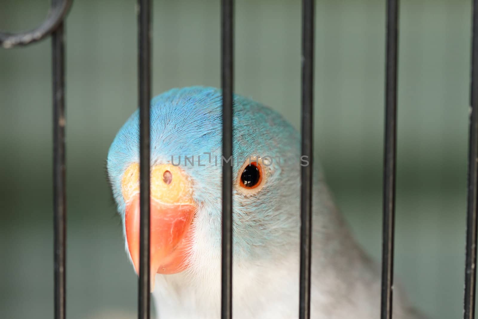 Parrot staring from a cage