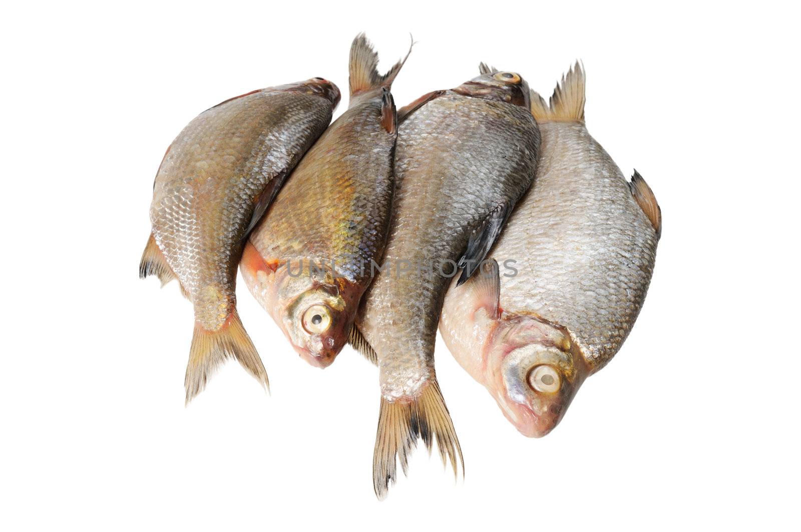 Several fresh freshwater fish. Bream and roach. Isolated on white.