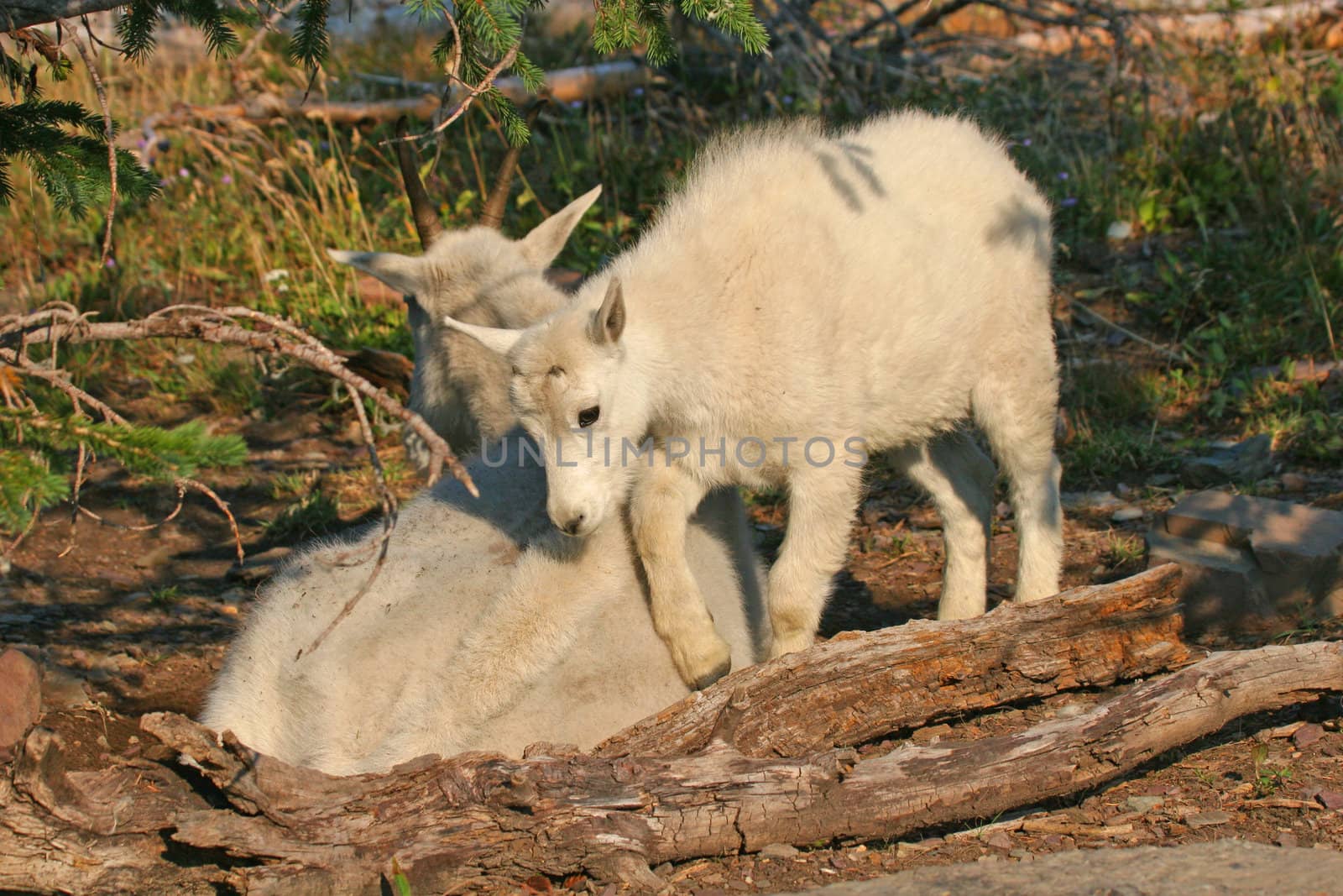 Mountain Goat (oreamnos americanus) with kid resting in the shade, Glacier National Park, Montana, USA
