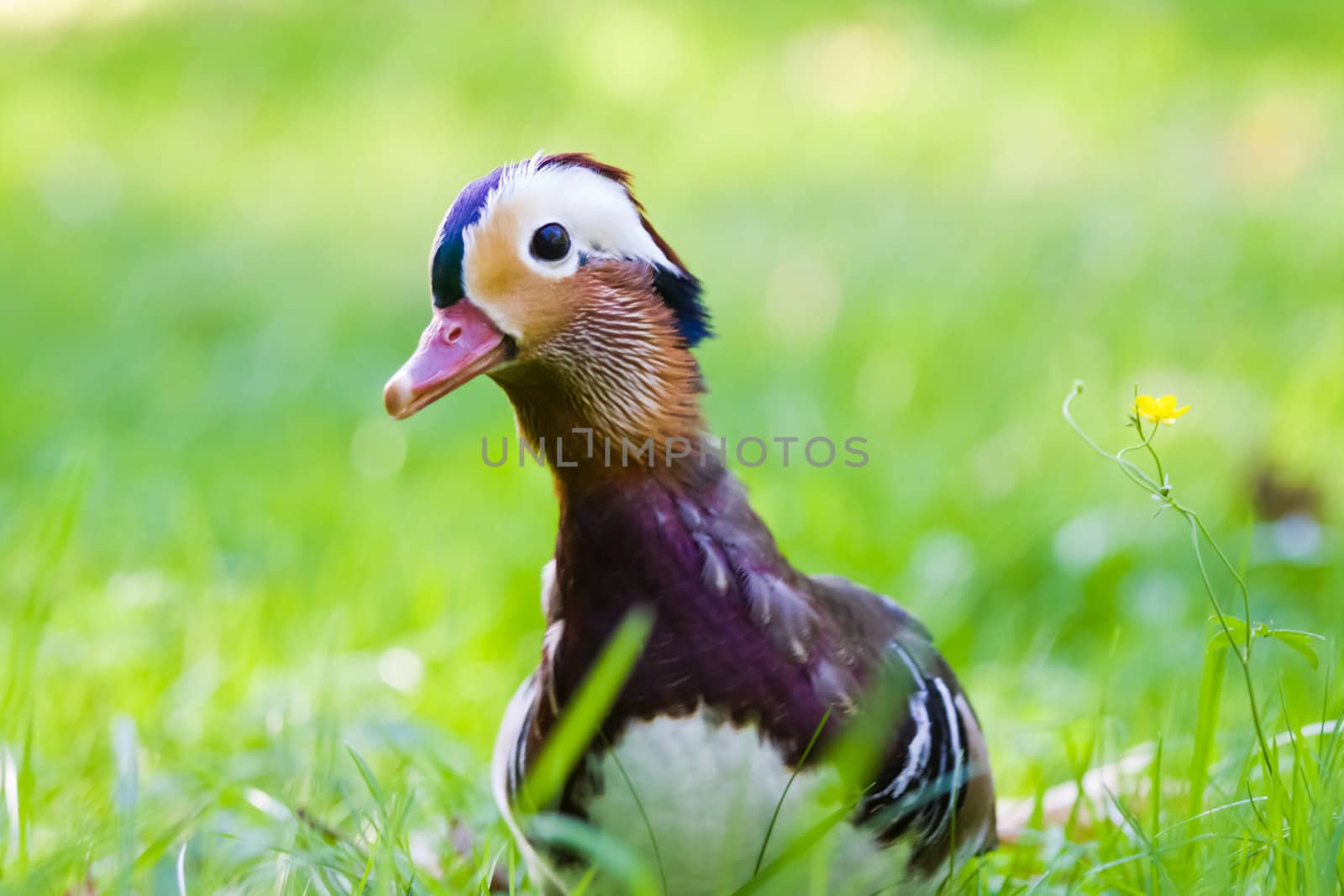 Mandarin duck in the grass looking curiously at the watcher