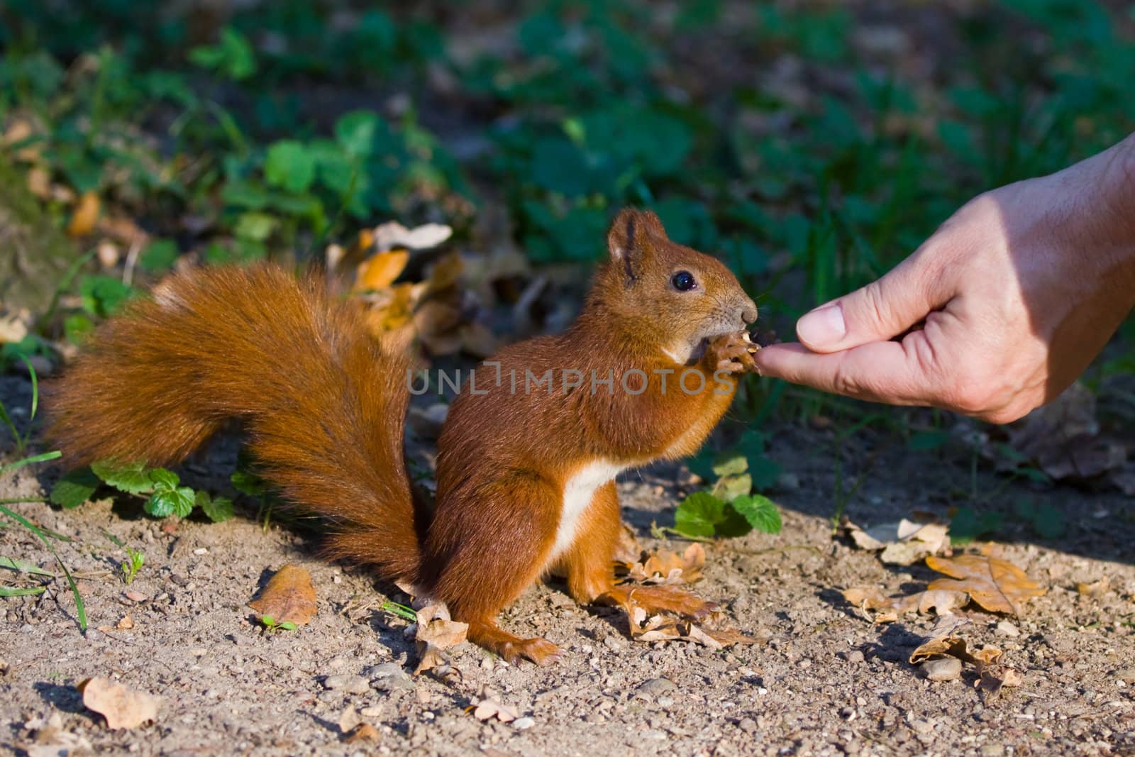 Red squirrel in the natural environment