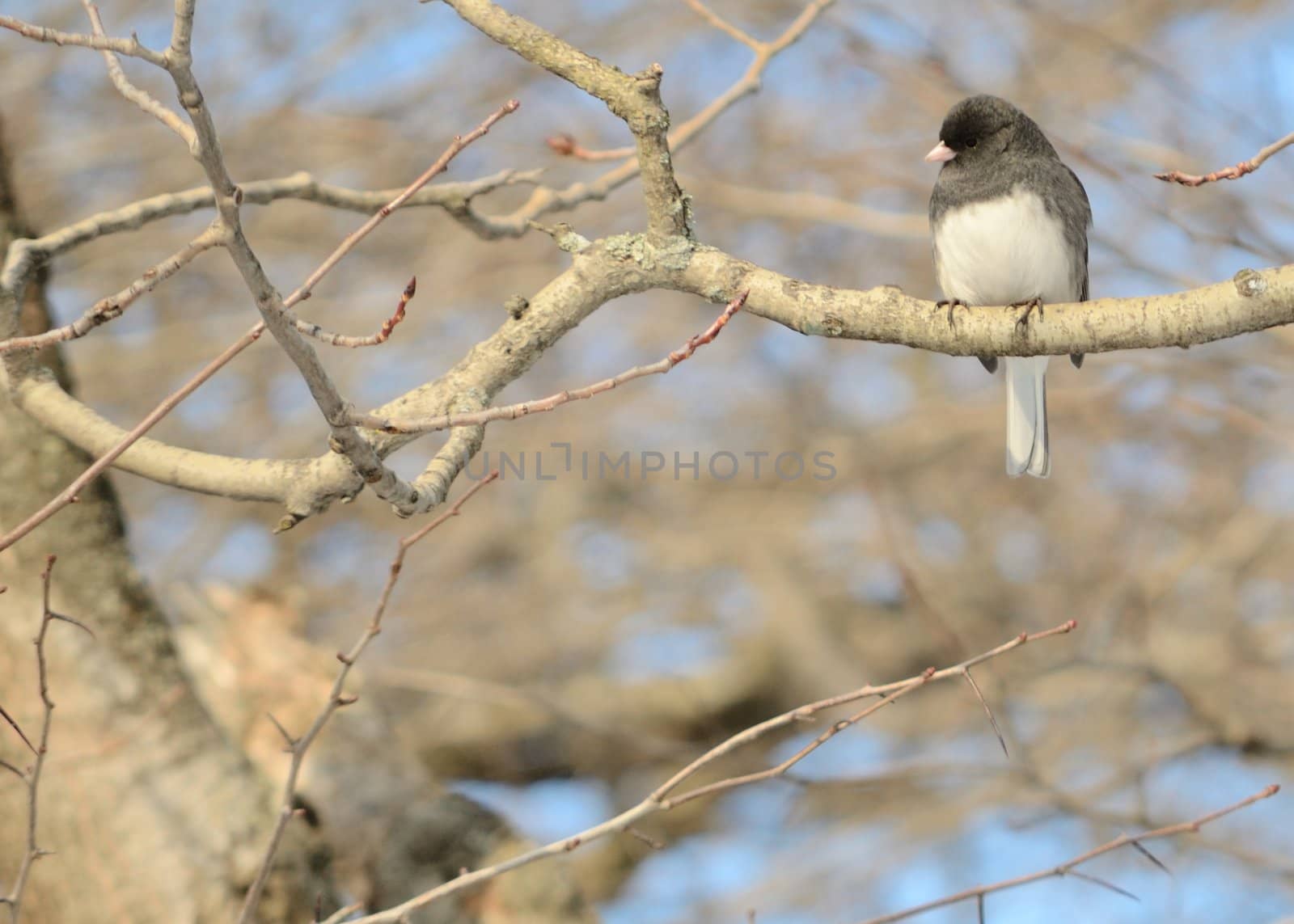 A northern junco perched on a tree branch.