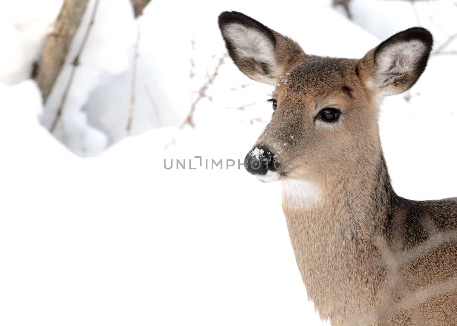 Whitetail deer doe standing in the woods in winter snow.