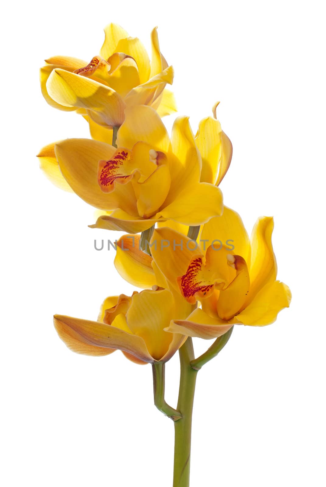 fresh bright yellow orchid isolated on white background.