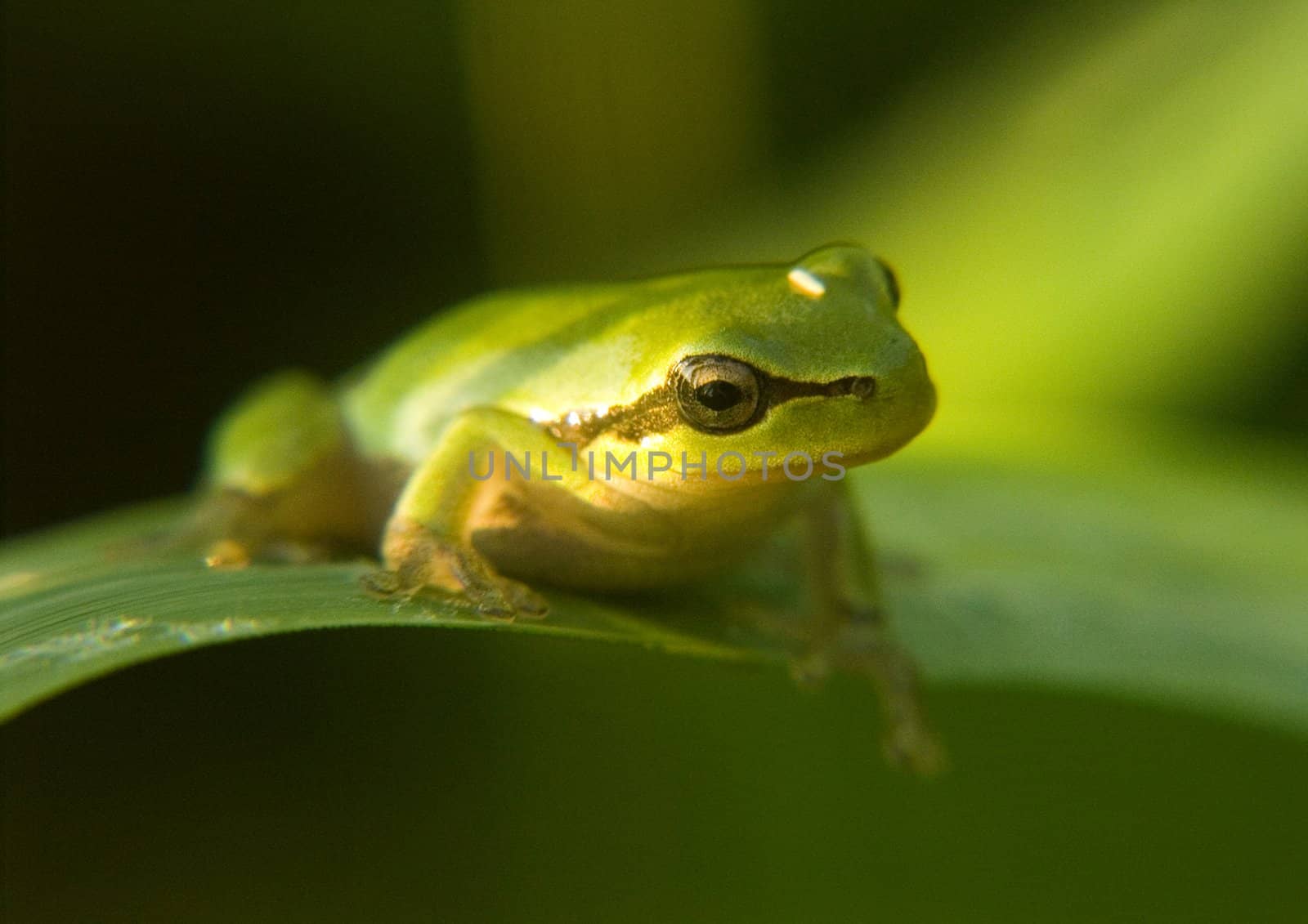 Frog by shiffti
