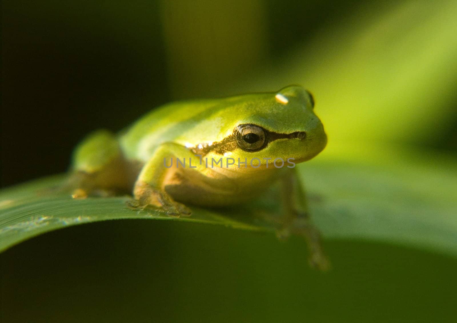 Small green frog sitting on a flower in the morning