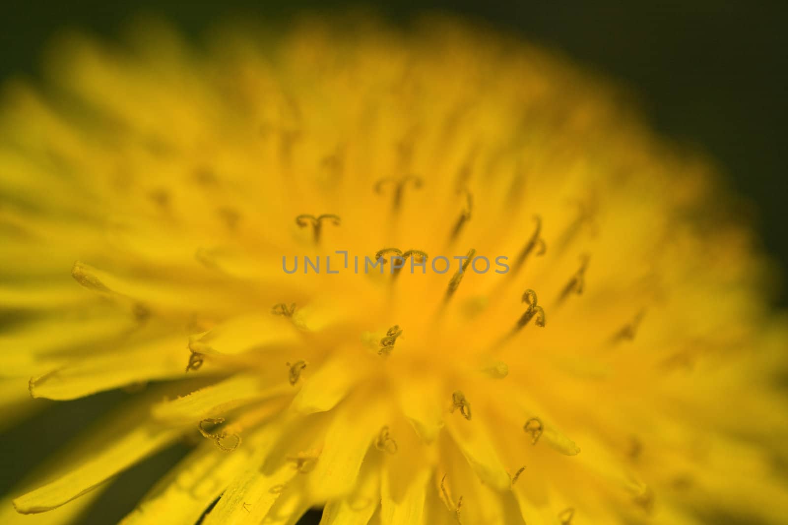 A close-up of a yellow dandelion
