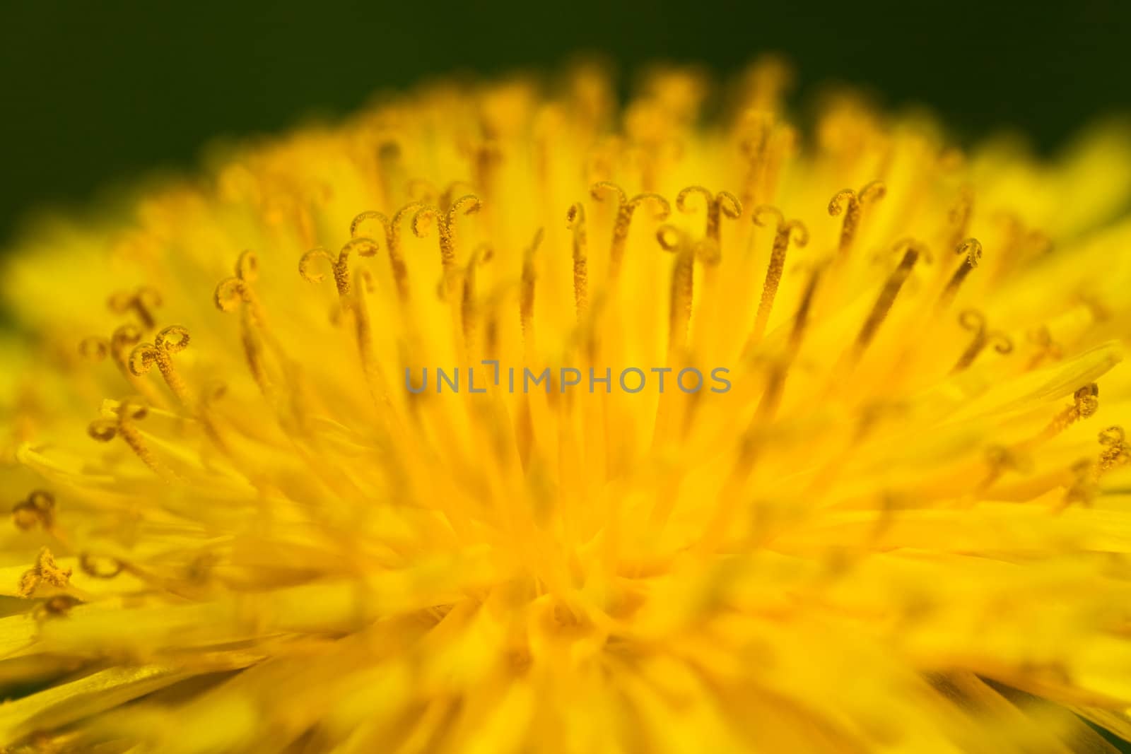 A close-up of a yellow dandelion