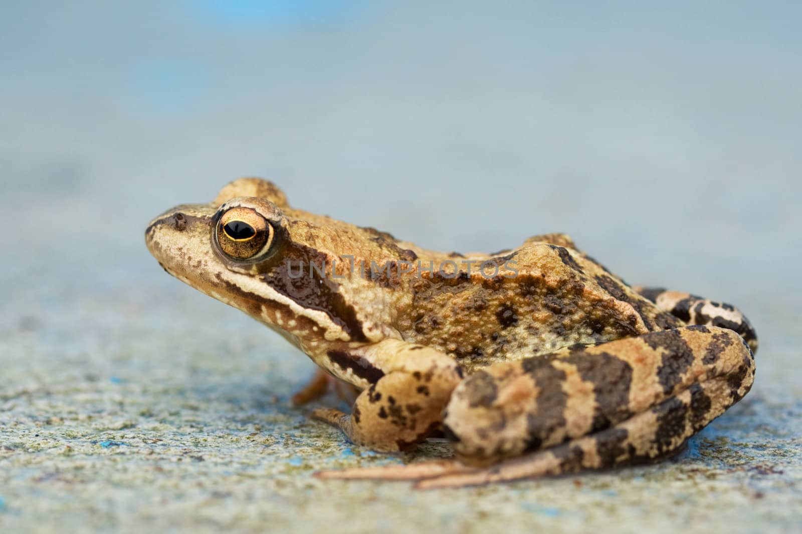 Young wet toad sitting on the concrete
