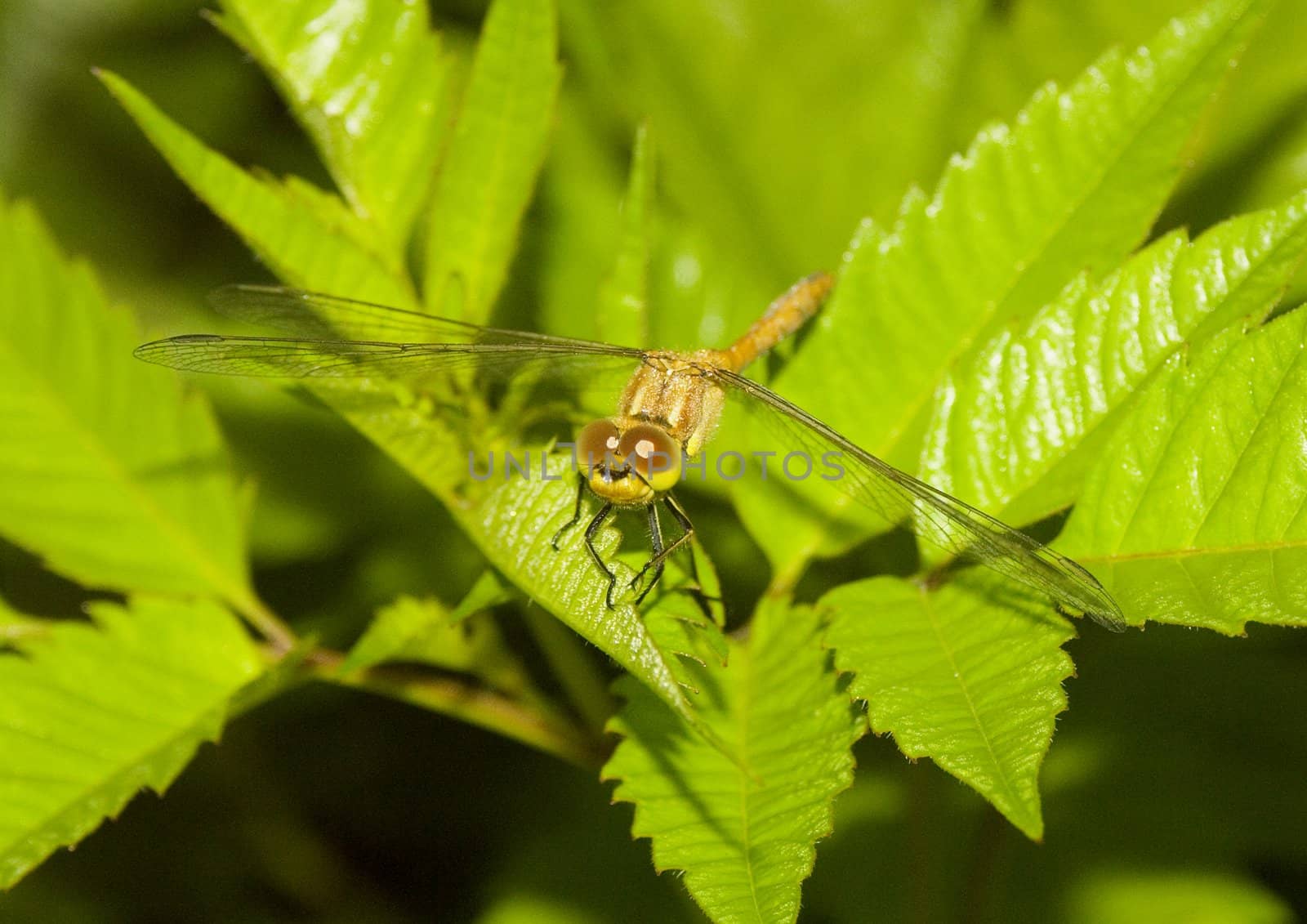 Dragonfly sitting on a flower in the morning