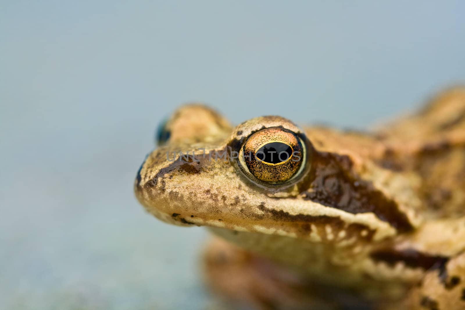 Young wet toad&amp;amp;#39;s head close up.