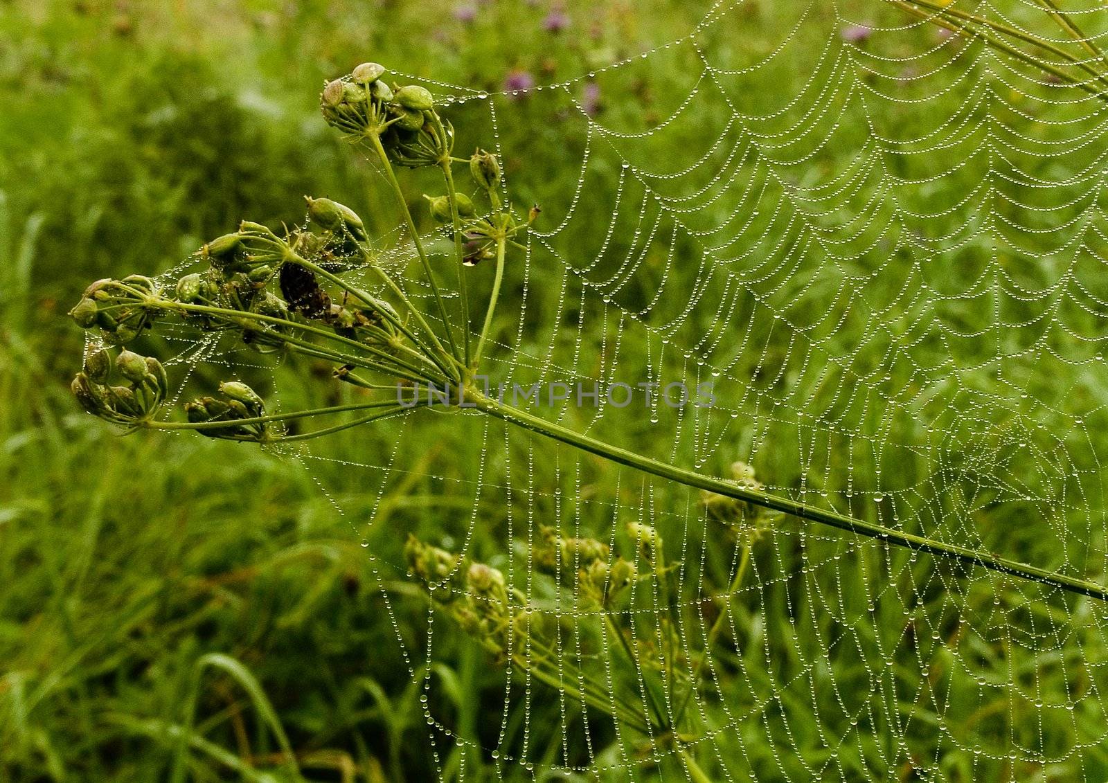 Closeup of morning dew on a spiderweb