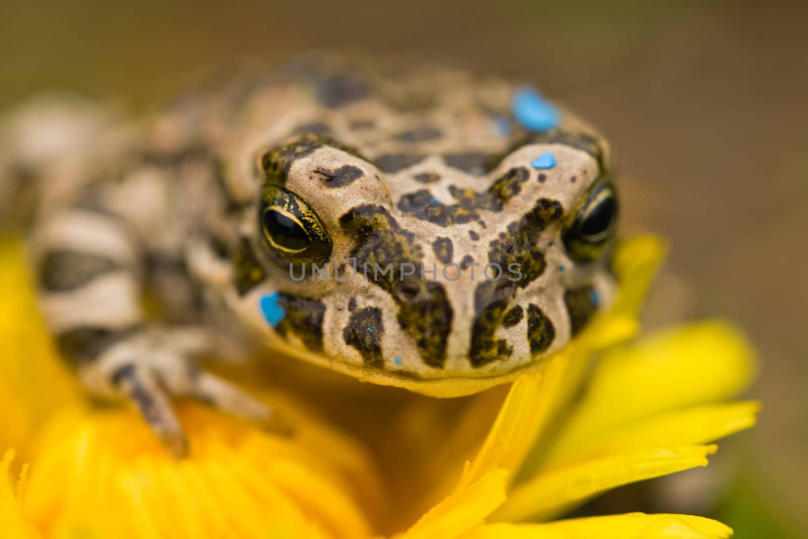 Young toad on the soft thistle flower in the grass