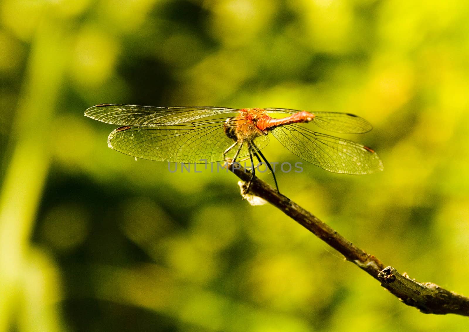 Dragonfly sitting on a flower in the morning