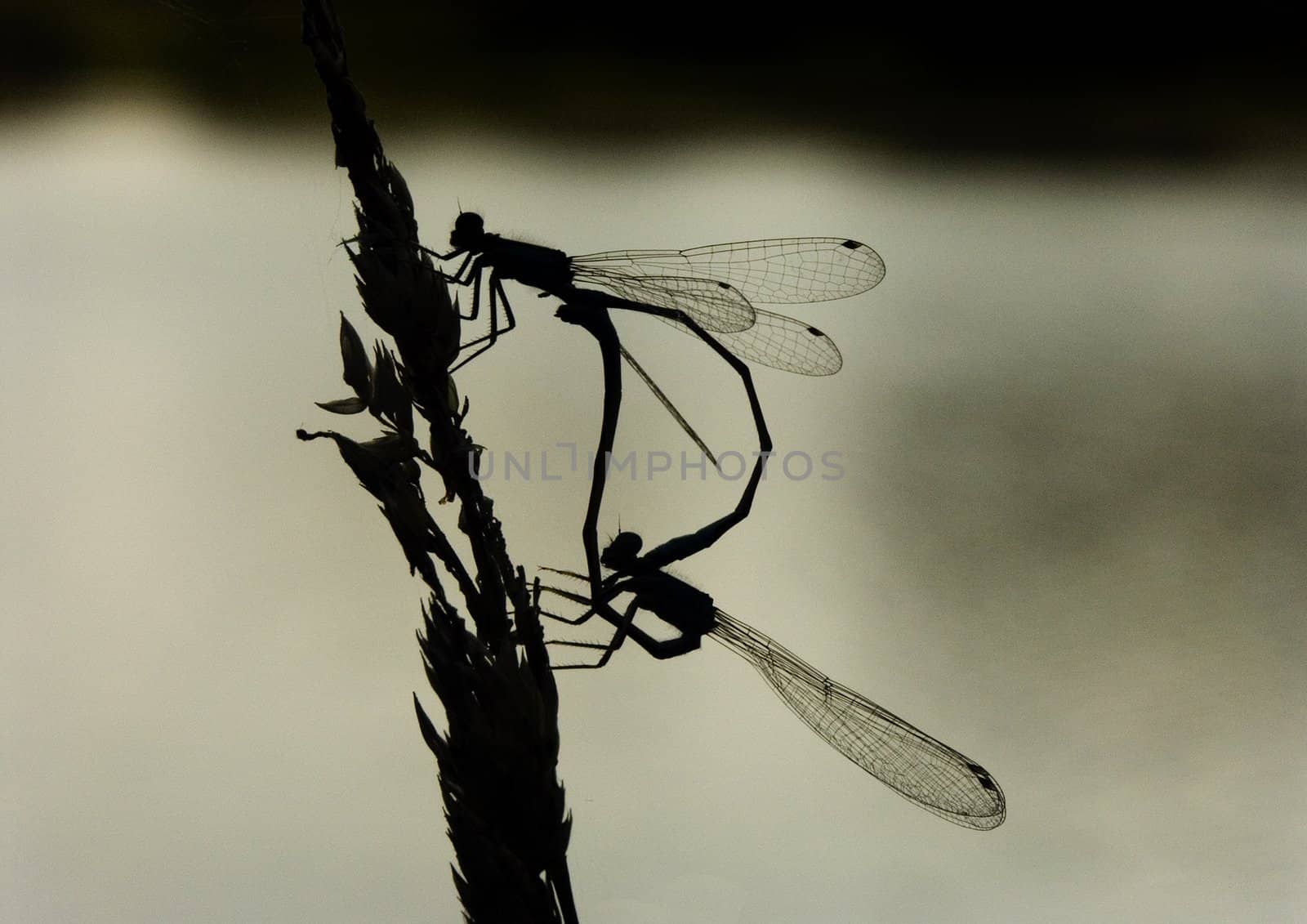Dragonfly by shiffti