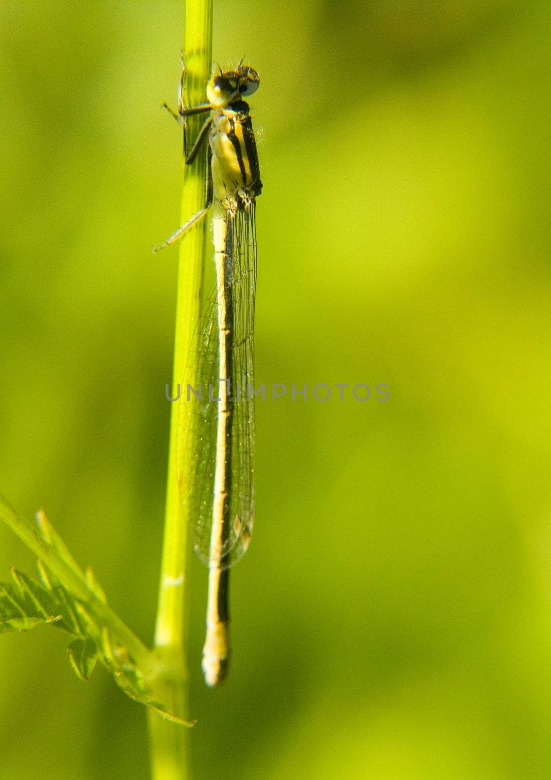 Dragonfly sitting on a flower in the morning by shiffti