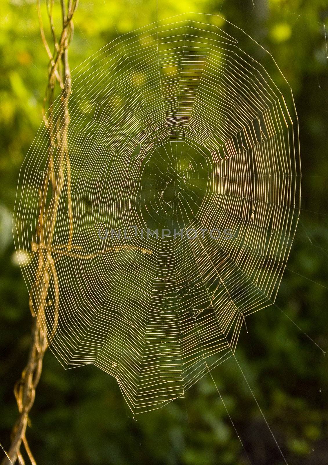 Beautiful spider web in the morning by shiffti