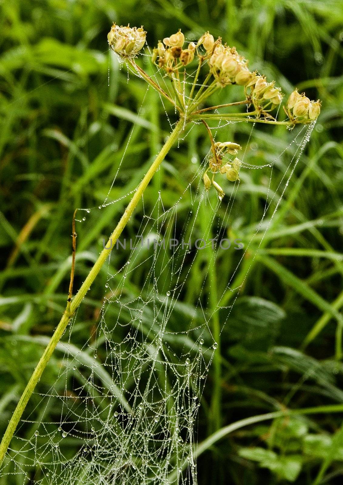 Closeup of morning dew on a spiderweb