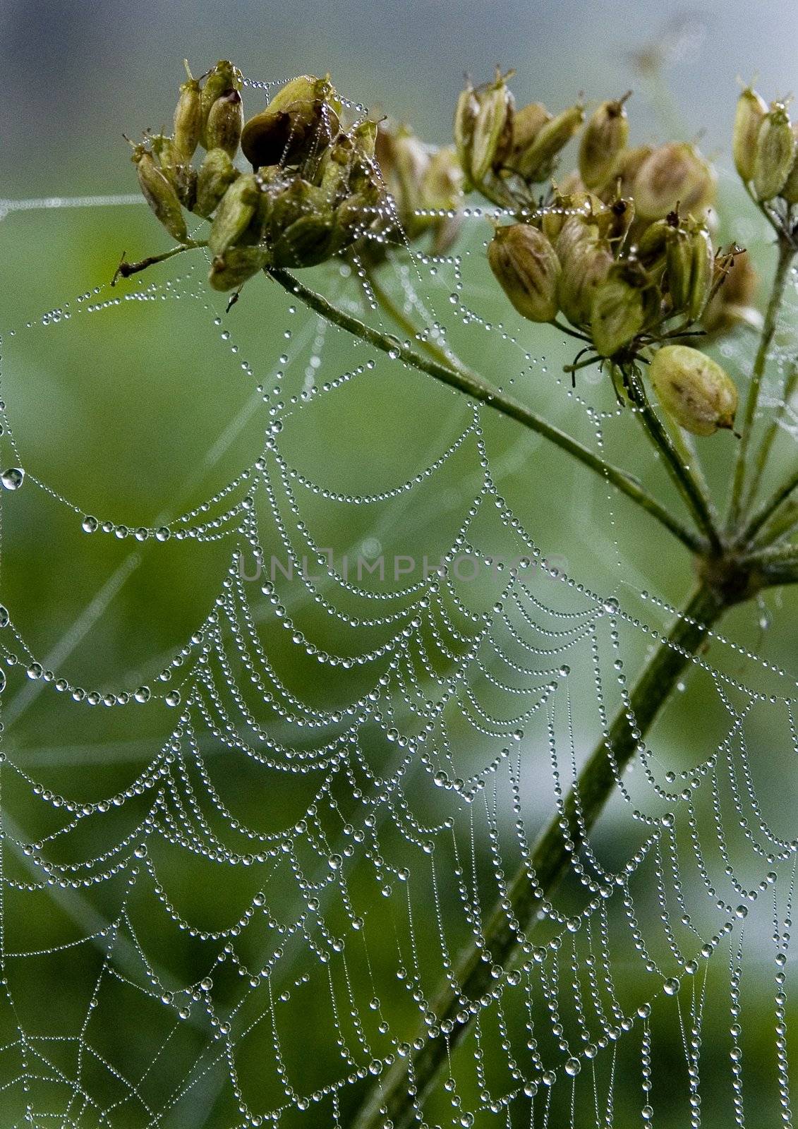 Beautiful spider web by shiffti