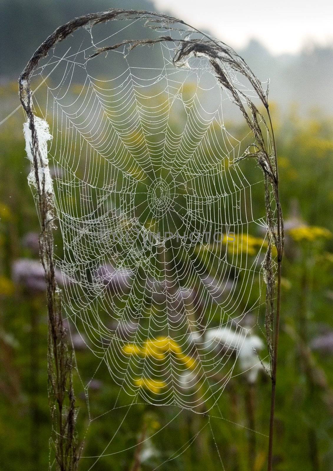 Closeup of morning dew on a spiderweb