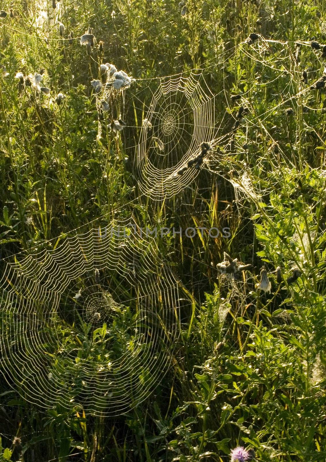 Beautiful spider web in the morning by shiffti