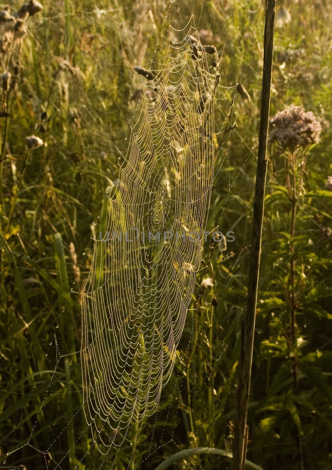 Beautiful spider web in the morning
